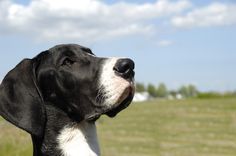 a black and white dog standing on top of a lush green field