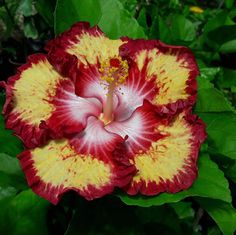 a large red and yellow flower with green leaves around it's center, surrounded by foliage