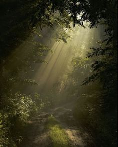 sunlight shining through the trees onto a dirt path