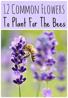 lavender flowers with text overlay that reads 12 common flowers to plant for the bees