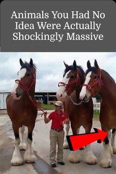 three horses standing next to each other on a road with the words animals you had no idea were actually shockingly massive