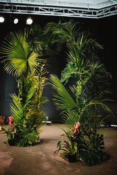 two palm trees are in the middle of a stage with lights on it and plants around them