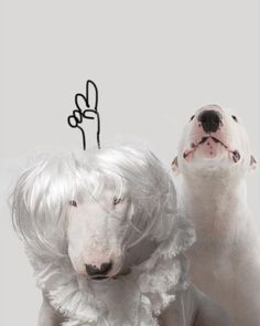 two dogs dressed in white wigs and one dog has a peace sign on it's head