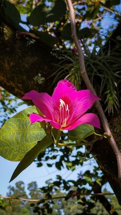 a pink flower is blooming on a tree branch in the sun with green leaves