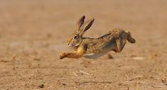 a rabbit running in the dirt with it's front legs up and feet down