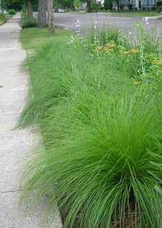 some very pretty green plants by the side of the road