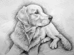 a pencil drawing of a dog laying down