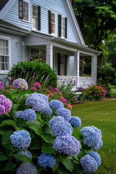 blue and purple flowers in front of a house