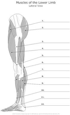 the muscles of the lower limb and upper limb are labeled in this diagram, as well as