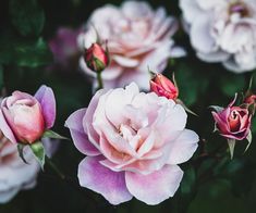 several pink and white flowers with green leaves