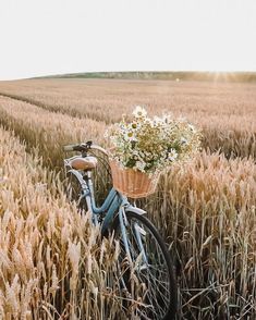 a bicycle with a basket full of flowers in the middle of a wheat field on a sunny day