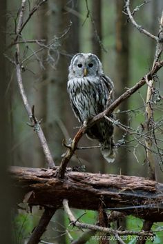 an owl is perched on a branch in the woods