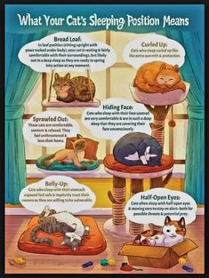 a poster with cats sleeping in different positions