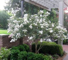 a white flowering tree in front of a brick wall and pergolated garden area