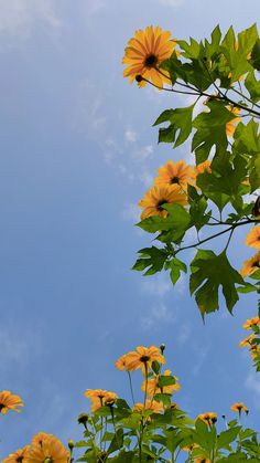 yellow flowers are blooming in front of the blue sky