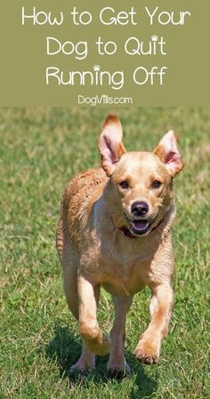 a dog running in the grass with text overlay that reads how to get your dog to out running off