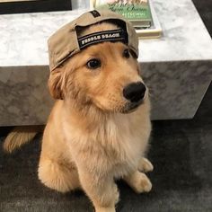 a dog wearing a hat sitting on the ground