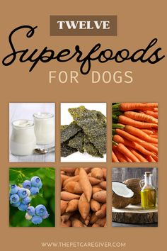 twelve superfoods for dogs