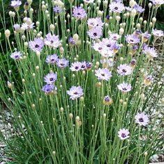 purple and white flowers growing in the grass