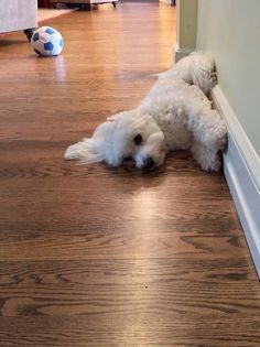 a small white dog laying on the floor next to a soccer ball in a room