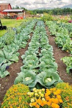 a garden filled with lots of green plants next to yellow and orange flowers on top of dirt