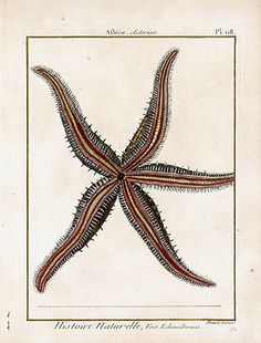 an image of a starfish with many lines on it's back and sides