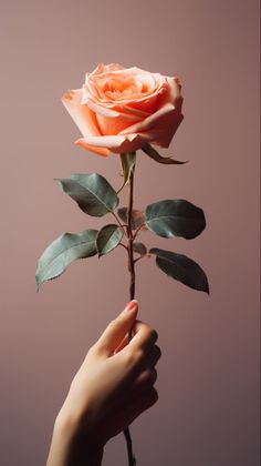 A Delicate Hand Holding a Rose Holding A Rose, Fabric Background, Products Photography, Beauty Products Photography, Unusual Flowers, Back Light, Instagram Ideas Photography