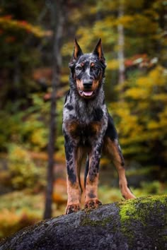 a black and brown dog standing on top of a rock in front of some trees