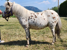 a white and brown horse standing on top of a grass covered field next to a person