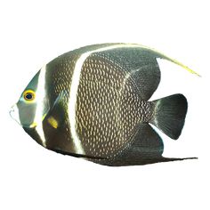 a black and white fish on a white background