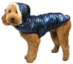 a brown dog wearing a blue coat