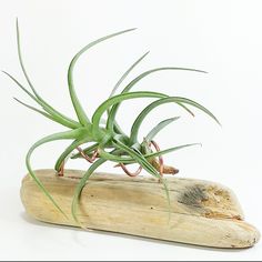 an air plant sitting on top of a piece of wood