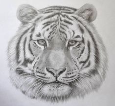 a pencil drawing of a tiger's face