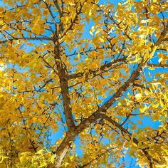 yellow leaves on a tree against a blue sky