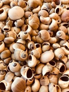 many shells are stacked together to form a wall