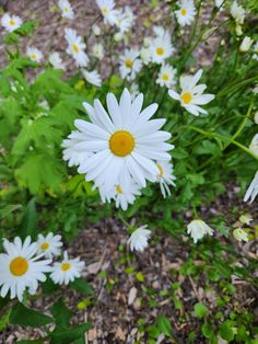 some white daisies and green leaves on the ground