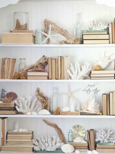 books and seashells are arranged on the shelves