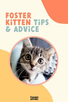 a cat with the words foster kitten tips and advice on it's front cover