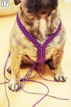 a dog wearing a purple beaded collar sitting on top of a hard wood floor