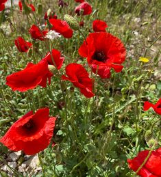 some red flowers are growing in the grass