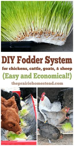 some chickens, cattles, goats and sheep are eating grass from a tray with the words diy fodder system for chickens, cattle, goats, goat, sheep, easy and economic