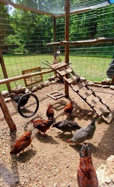 several chickens in an enclosed area near a bird feeder