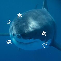 a close up of a shark with stars on it's nose