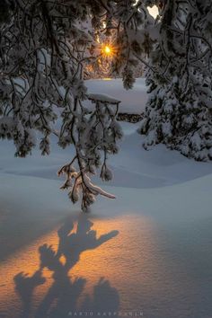 the sun shines through the branches of a tree as it stands in the snow