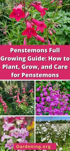 pink flowers and green plants with text overlay that says, penstemons full growing guide