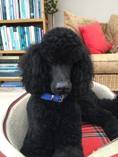 a black poodle sitting in a dog bed