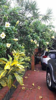 a car is parked in front of some trees and bushes with yellow flowers on them