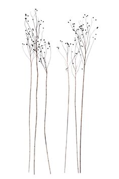 three branches with small black berries on them against a white background, one is tall and the other is short