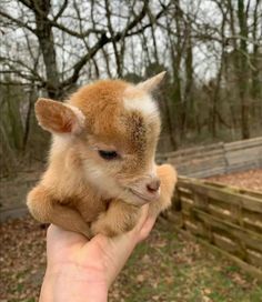 a person holding a small animal in their hand near a fence and trees with no leaves on it