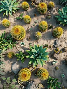 Cactus Landscaping: A Striking View of Desert Cacti and Succulents Landscaping With Cactus, Cactus Landscaping, Desert Landscaping Ideas, Crushed Gravel, Garden Animal Statues, Barrel Cactus, Garden Animals, Sandy Soil, Desert Cactus